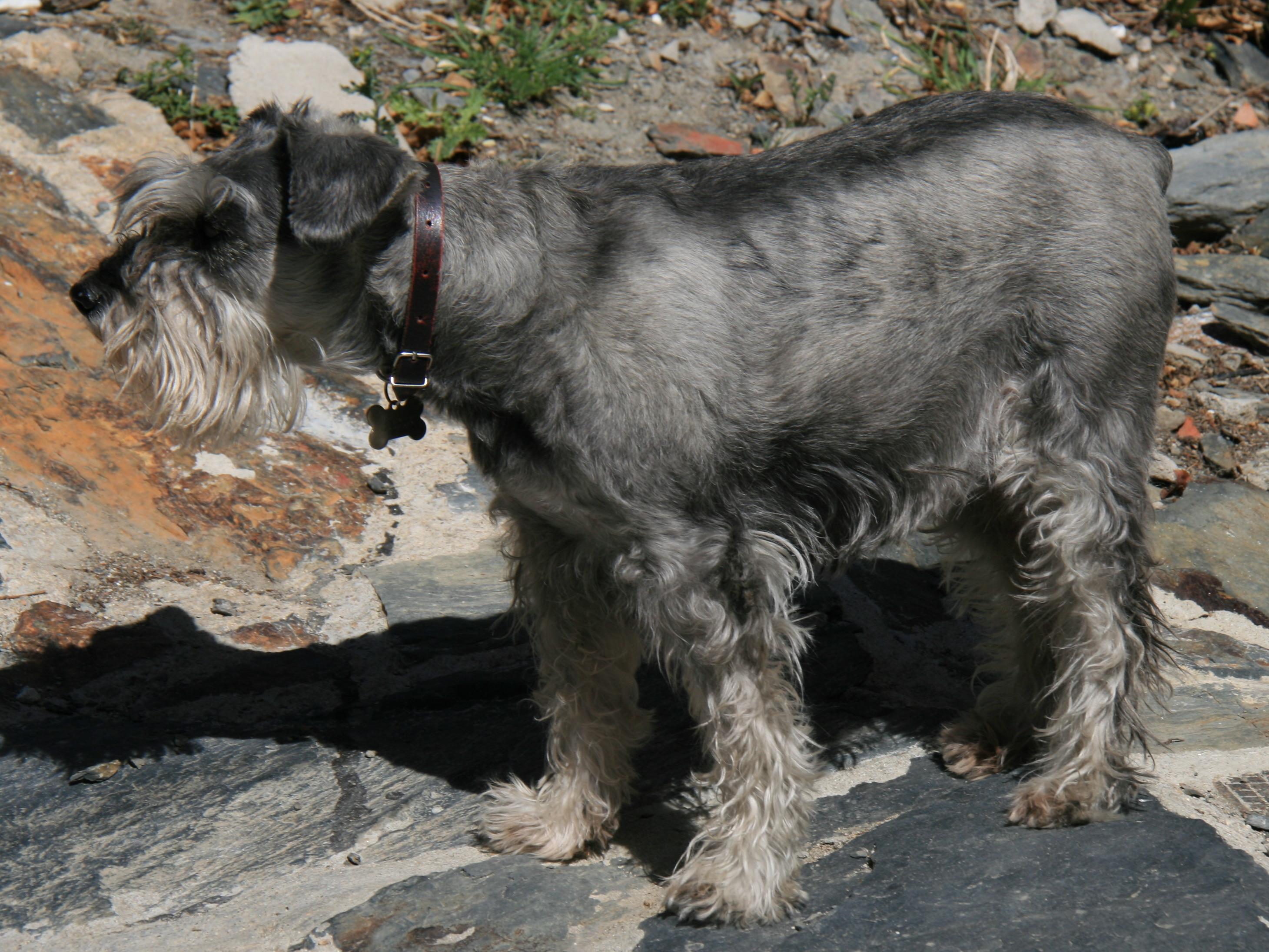 Schnauzer