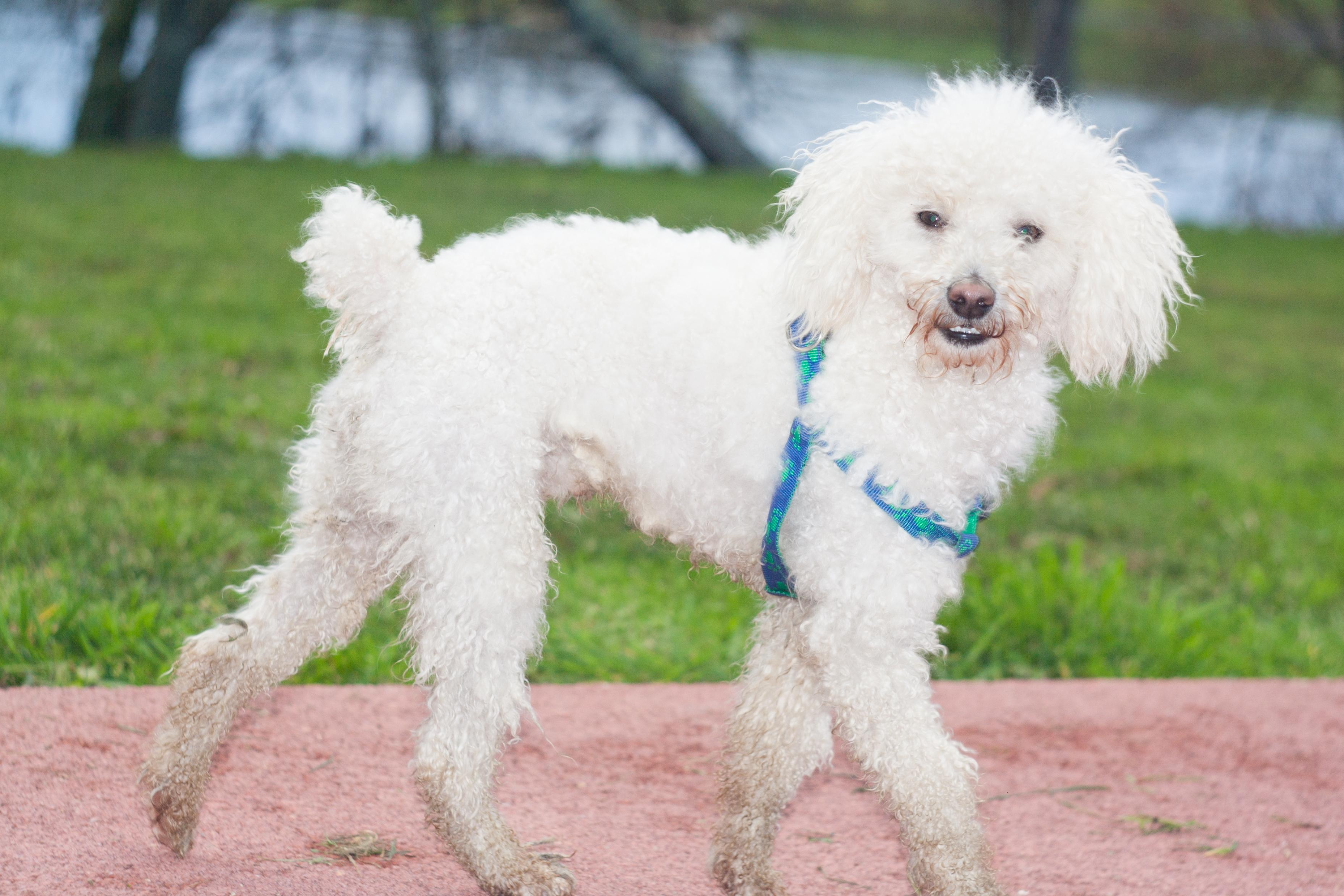 Poodle (Toy)