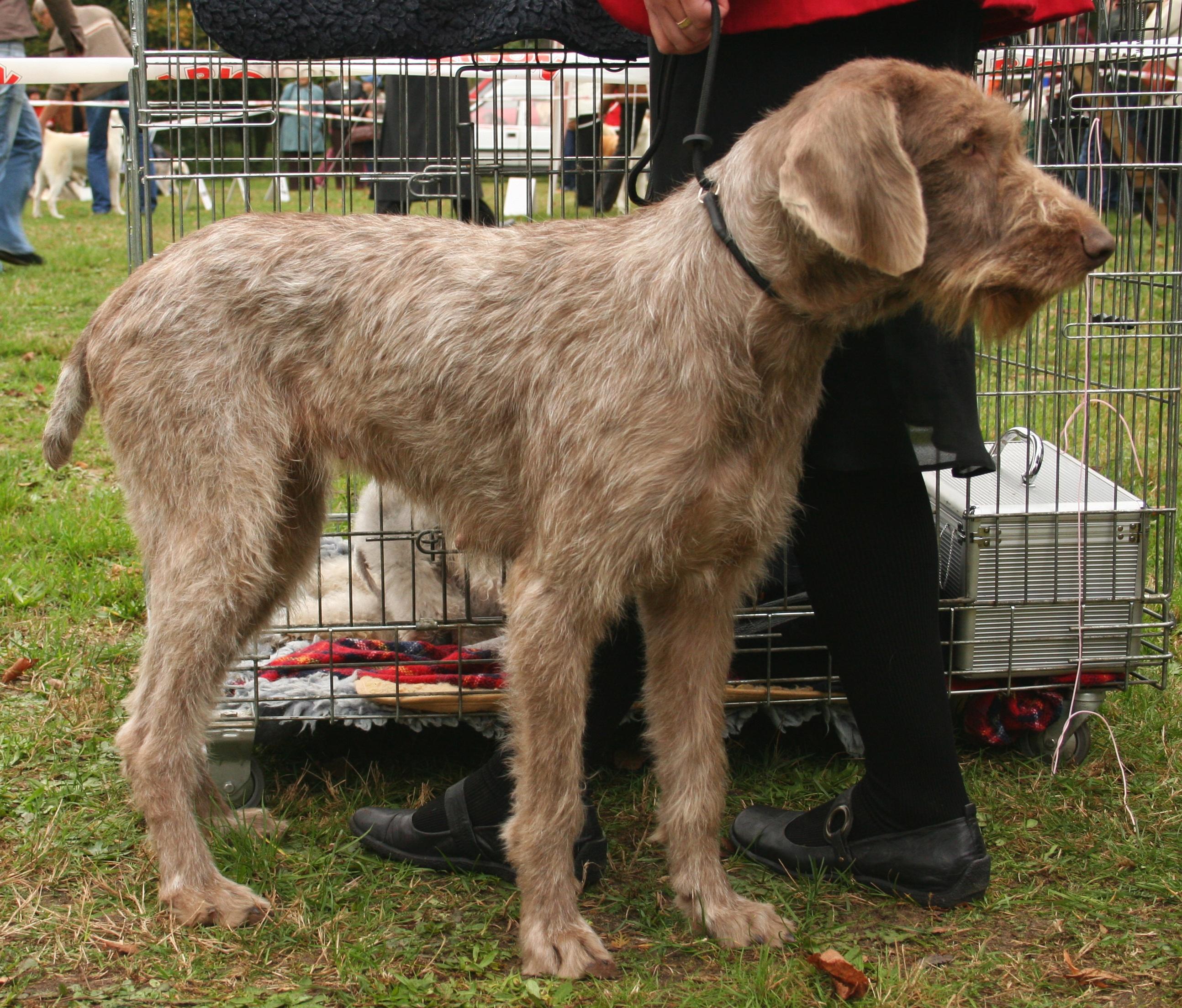 Slovakian Rough Haired Pointer