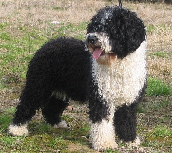 Spanish Water Dog