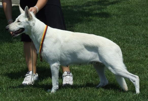 White Swiss Shepherd Dog