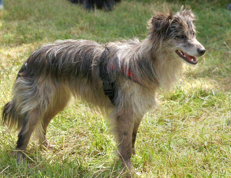 Pyrenean Sheepdog (Long Haired)