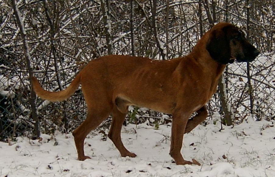 Bavarian Mountain Hound