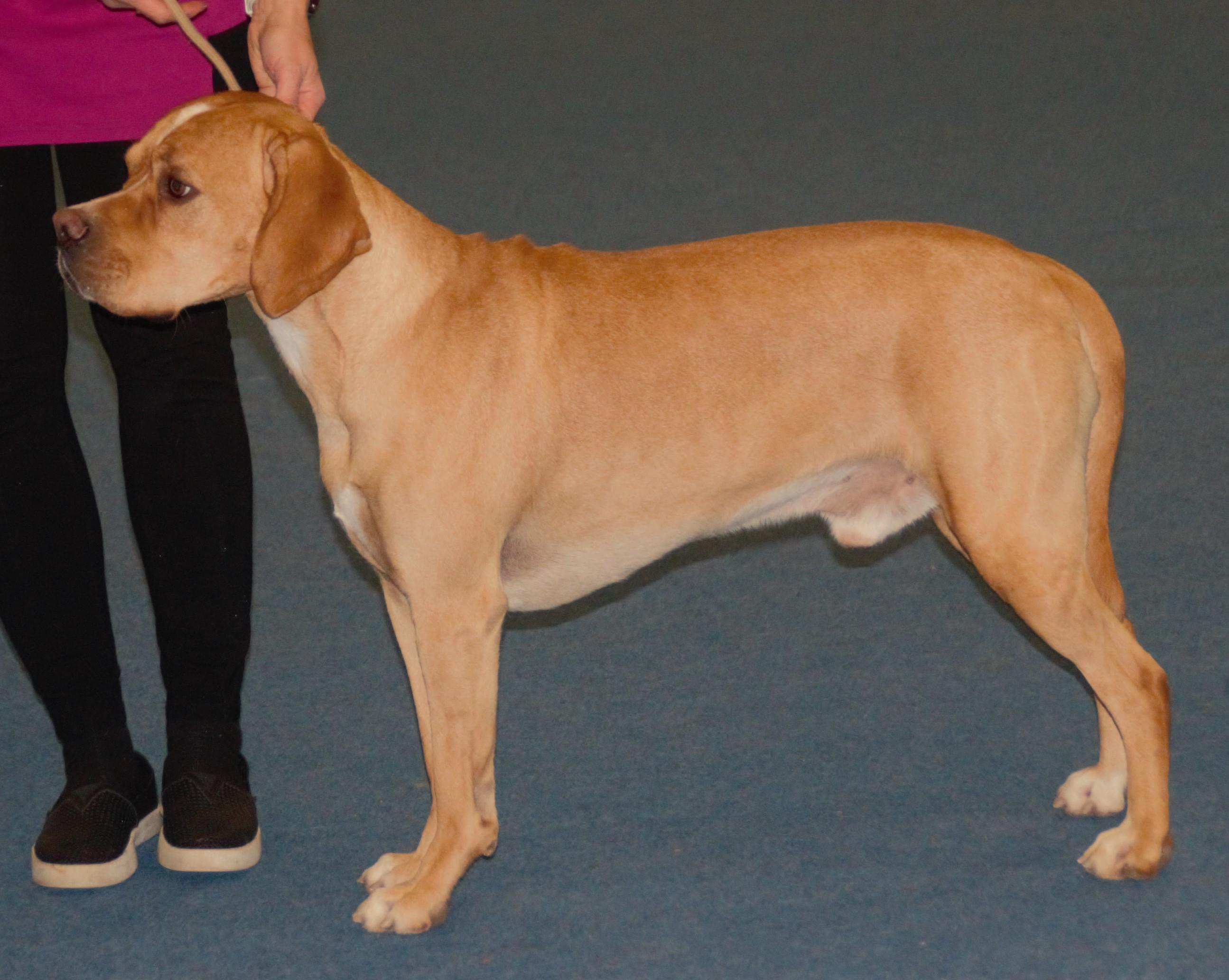 Portuguese Pointer