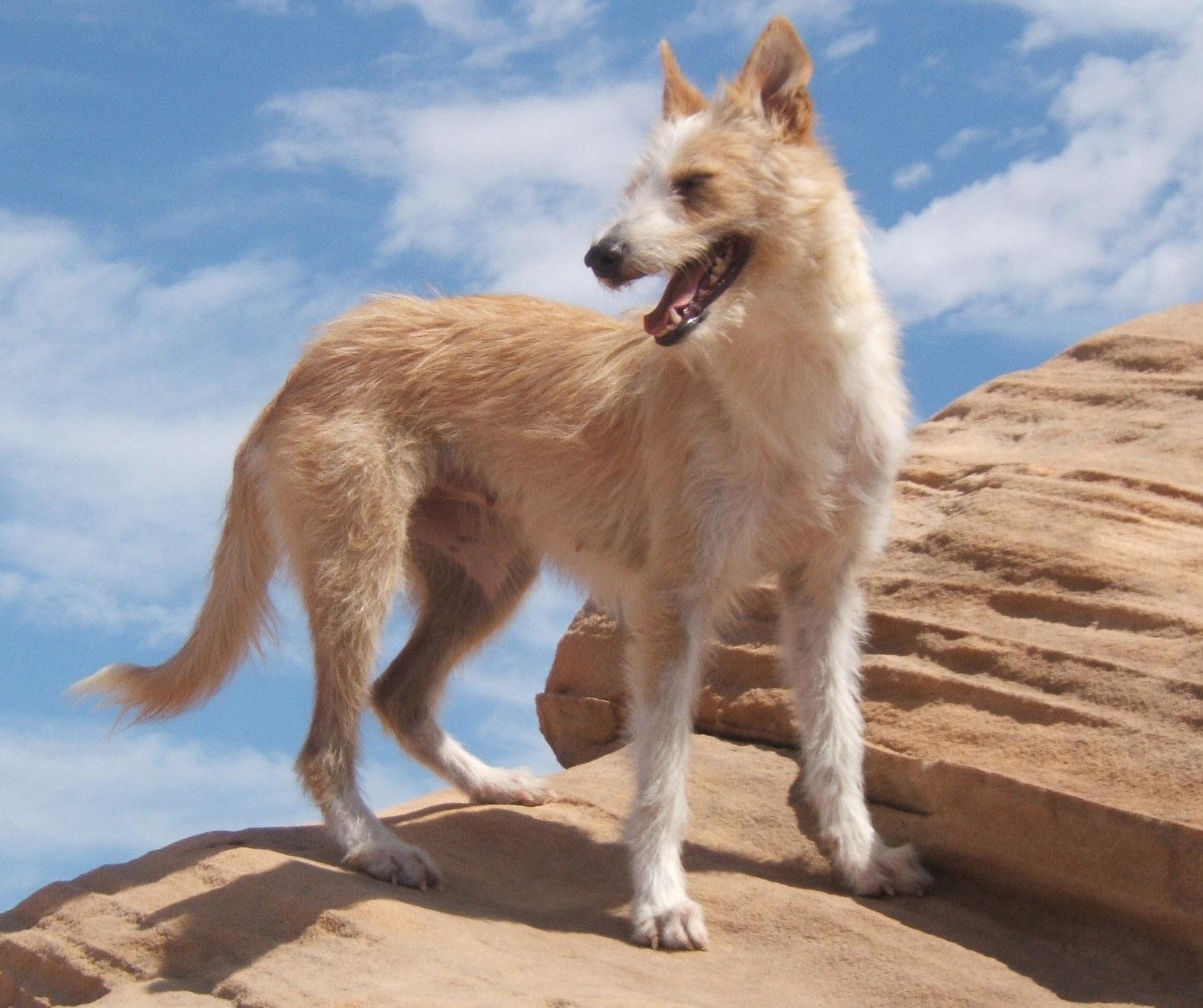 Portuguese Podengo
