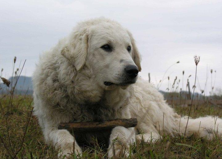 Hungarian Kuvasz