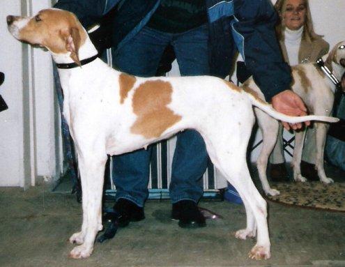 Pointer