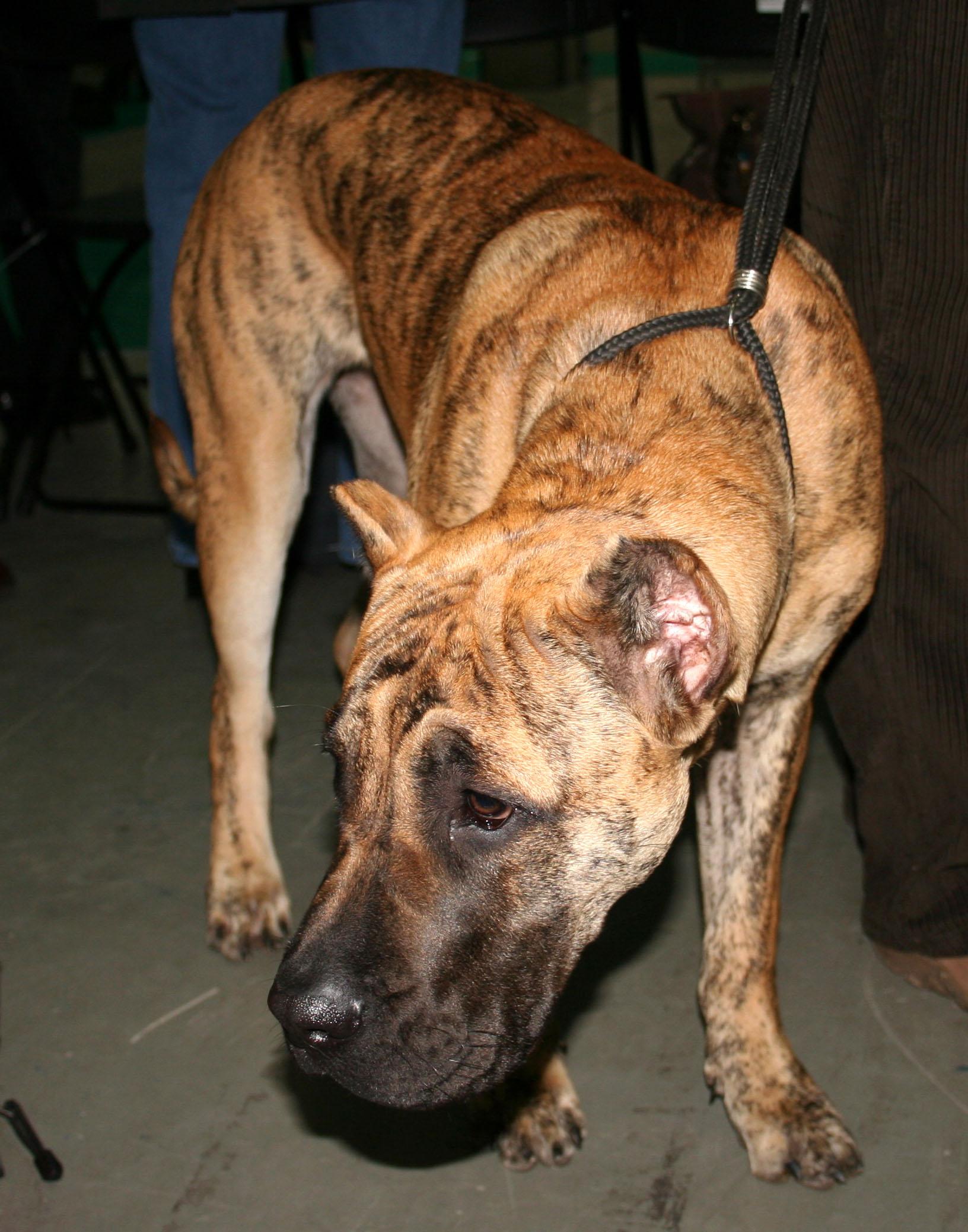 Perro de Presa Canario