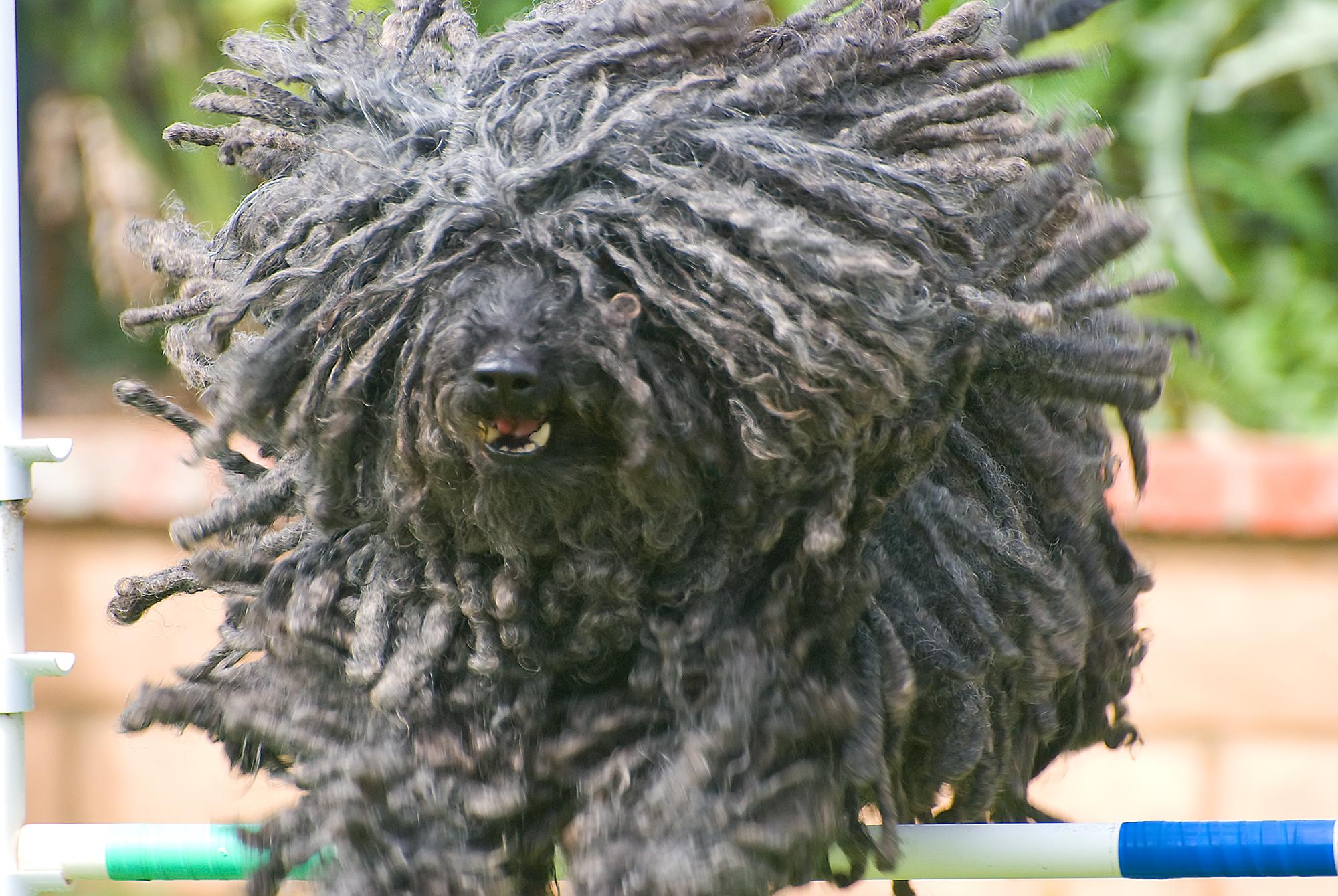 Hungarian Puli