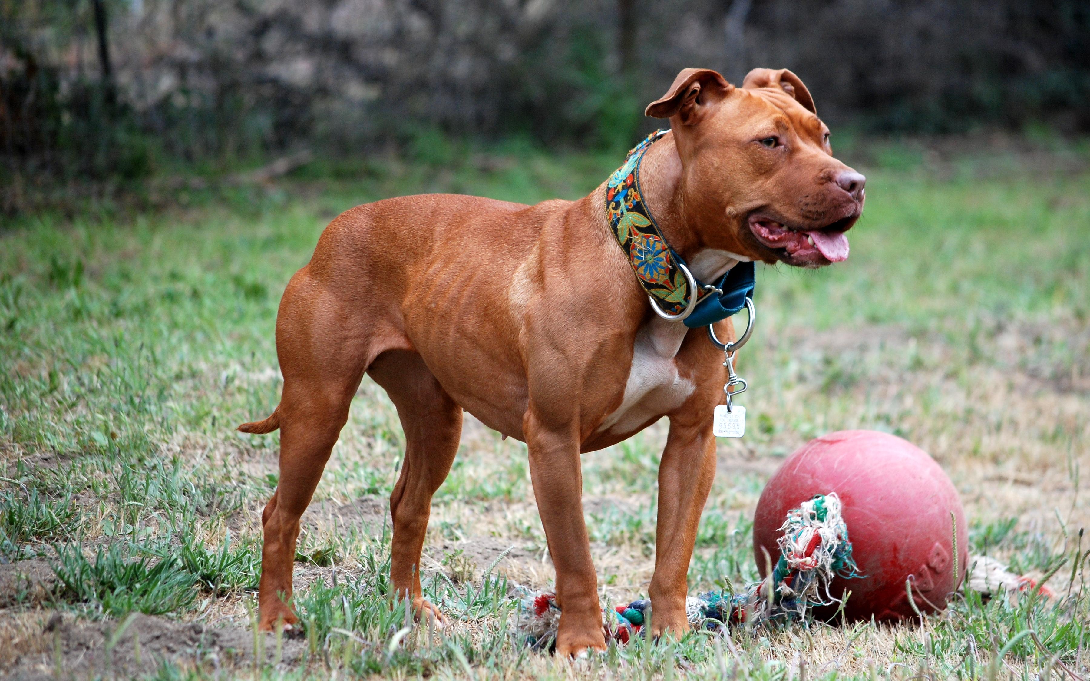 Pitbull