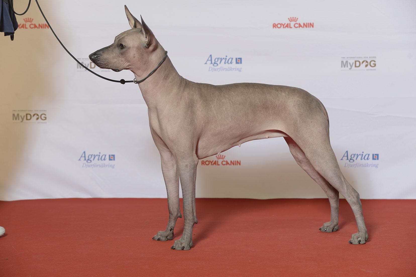 Xoloitzcuintle (Mexican Hairless)