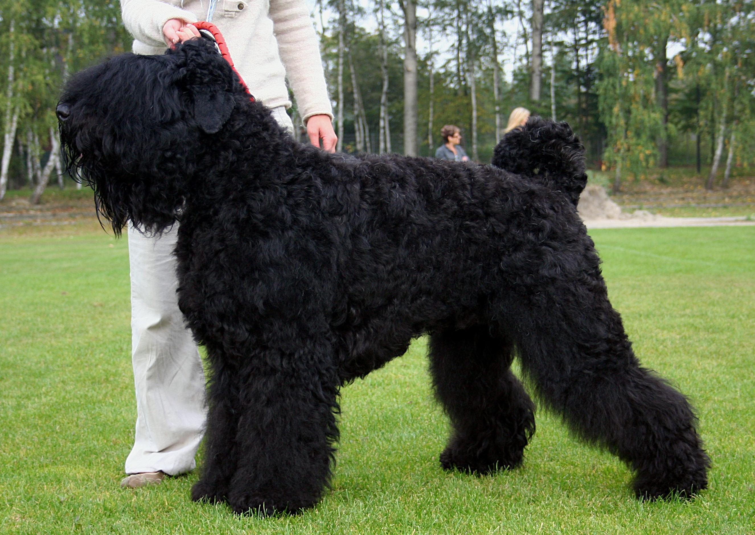 Russian Black Terrier