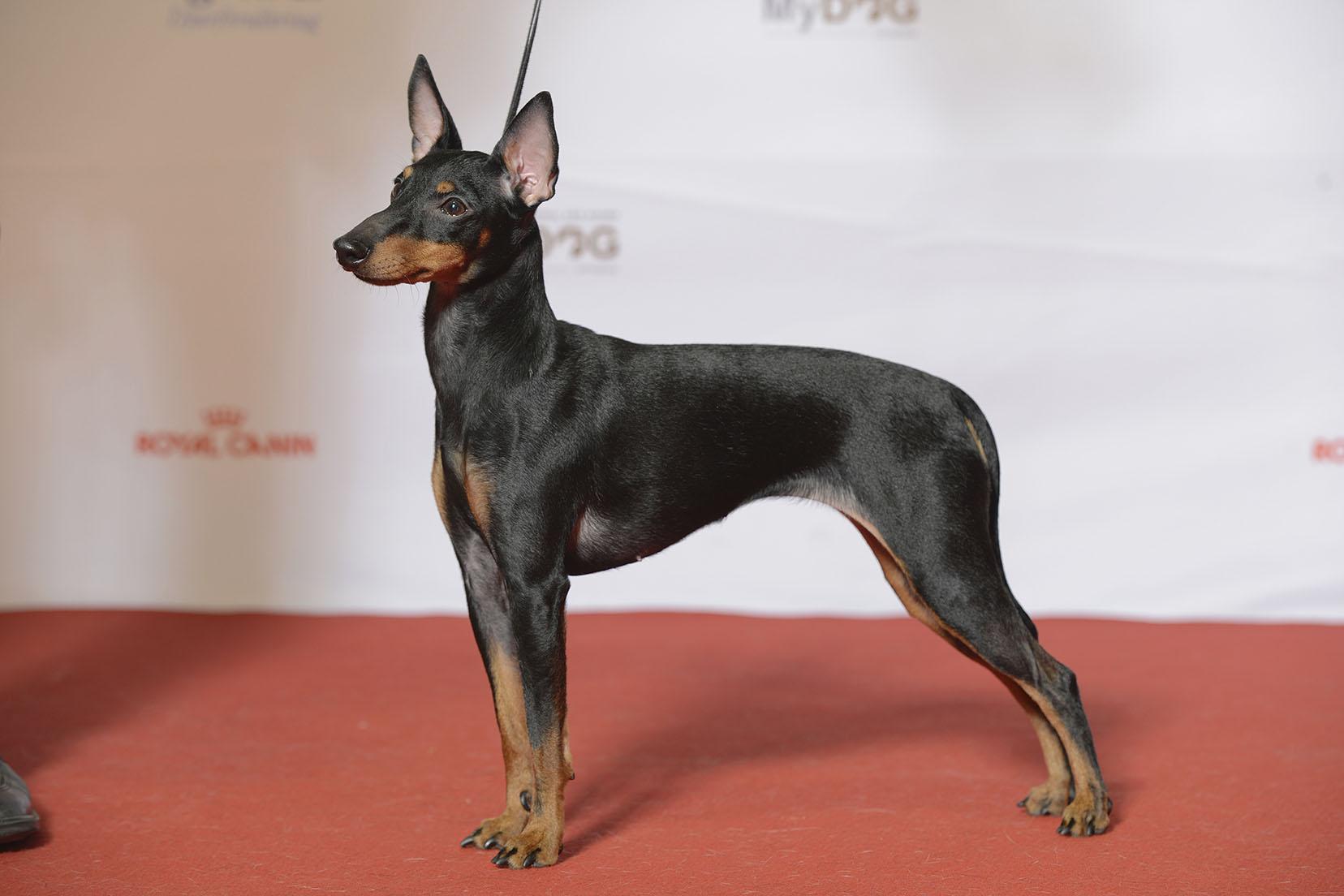 English Toy Terrier (Black & Tan)
