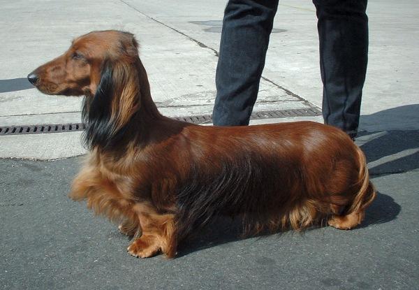 Dachshund (Long Haired)