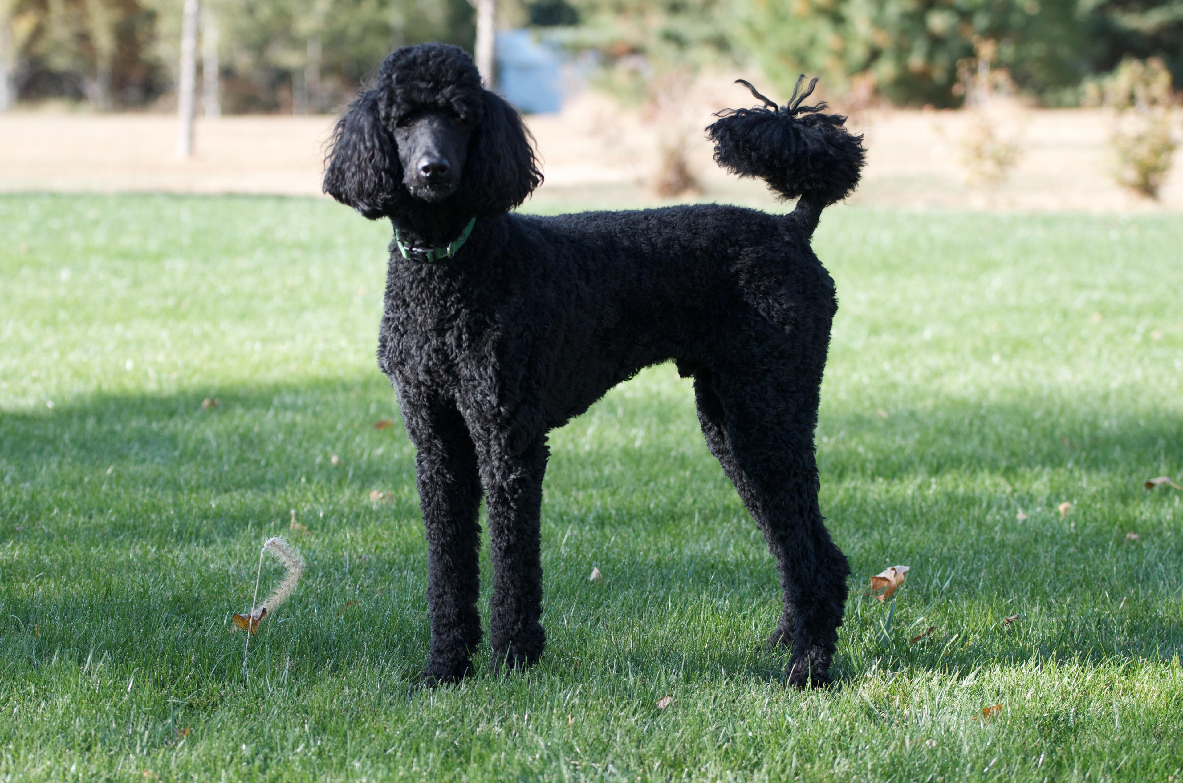 Poodle (Miniature)