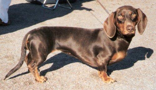 How Much Does a Dachshund Cost? Complete 2026 Guide